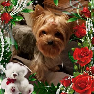 Meet your Posher, Louann